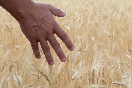 HAND CARESSING A WHEAT FIELD