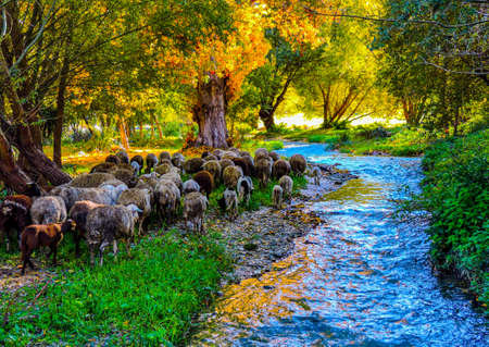 Amazing stream with sheep around in a colourful forest in Granada.