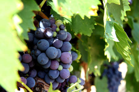 closeup view of some natural grapes in rural side of Tuscany, Italyの写真素材