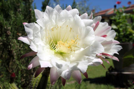 Echinopsis flowersの写真素材