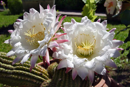 Echinopsis flowersの写真素材