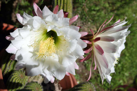Echinopsis flowersの写真素材