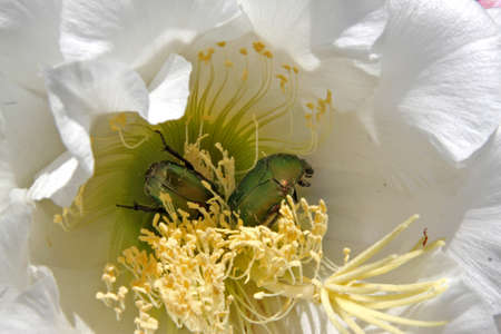 Auratas cetonia on cactus flowerの写真素材