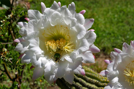Echipnopsis flower with an aurata cetoniaの写真素材