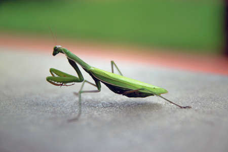 A praying mantis over concreteの写真素材