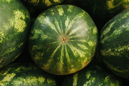 Many watermelons on the farm market. Local production, harvest.の写真素材
