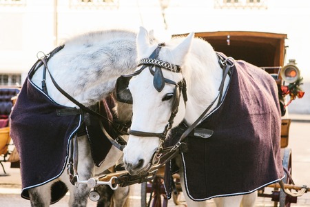 Horses with wagons in winter on the main square of Salzburg in Austria. Entertainment of tourists, riding. Attractions.の写真素材