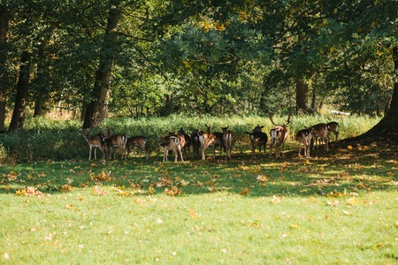 A group of young deer walks through a warm green sunny meadow in a forest next to the treesの写真素材