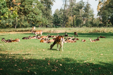 A group of young deer walks through a warm green sunny meadow in a forest next to the treesの写真素材
