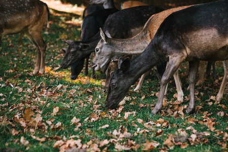 A group of young deer walks through a warm green sunny meadow in a forest next to the treesの写真素材