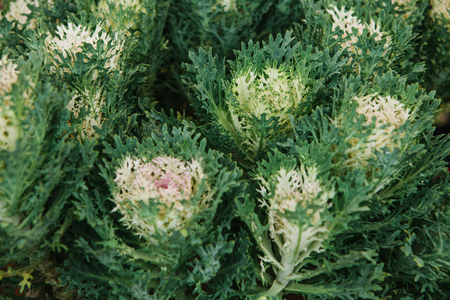 Unusual flowers. Sale of flowers called ornamental cabbage.の写真素材