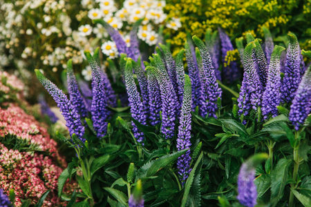 A beautiful summer composition of flowers called Veronica and Chamomile and other wildflowers on a sunny day.の写真素材
