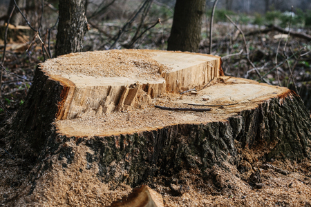 Illegal felling of trees in the forest. ecology concept.の写真素材