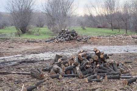 Illegal felling of trees in the forest. ecology concept.の写真素材