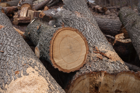 Illegal felling of trees in the forest. Ecology.の写真素材