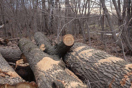 Illegal felling of trees in the forest. Ecology.の写真素材