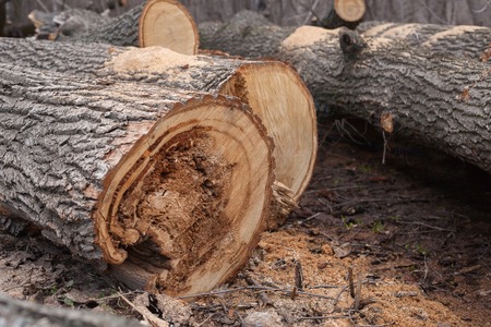Illegal felling of trees in the forest. Ecology.の写真素材