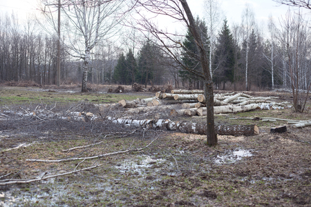 Illegal felling of trees in the forest. Ecology.の写真素材