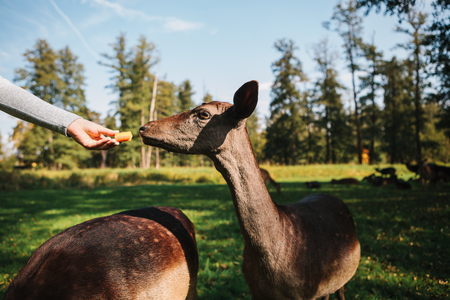 A tourist girl feeds deer in a natural habitat.の写真素材