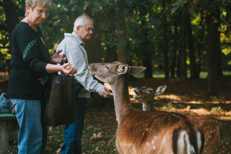 Blatna, Czech Republic, September 27, 2017: Elderly people feed deer in the forest near the park with Blatna Castle. Caring for animals from the people.のeditorial素材