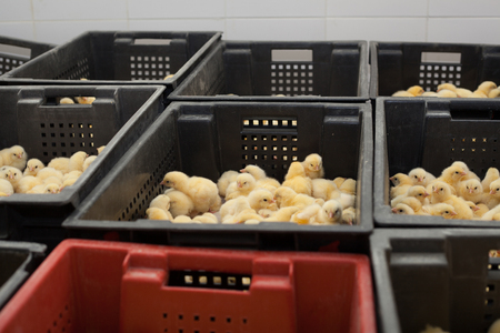 Many yellow little chickens in a box on a chicken farm.の写真素材