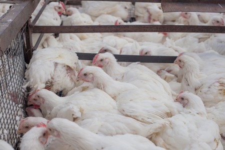 Many white hens in a cage at a factory for the production of meat products from chickens.