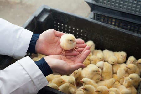 A man is holding a small yellow chicken in a chicken farm.
