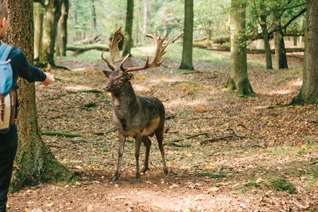 A man feeds a wild deer in a natural habitatの写真素材