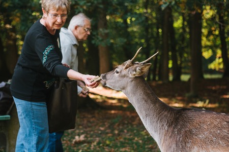 Blatna, Czech Republic, September 27, 2017: Elderly people are fed by hand deer in the park next to the castle of Blatna. Caring for animals from the people.のeditorial素材