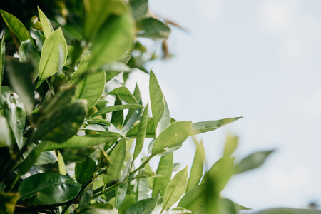 Green leaves on blue sky backgroundの写真素材