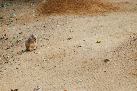 Meerkat or Cape ground squirrel or gopher. Desert mammal and small rodent and wild animal.の写真素材