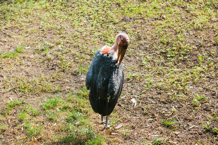 Vulture. Wild animal eating on drop or predator or wild bird.の写真素材