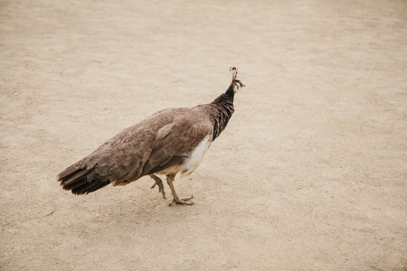 The handsome peacock goes ahead. Bird with colored plumageの写真素材