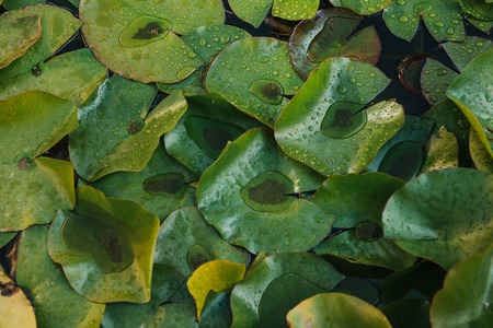 Many leaves of the water lily in the pondの写真素材