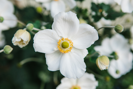 Many beautiful white meadow flowers with green leavesの写真素材