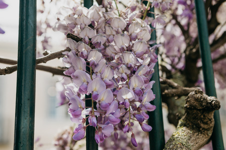 Purple flowers Wisteria grow as a decoration of the fenceの写真素材