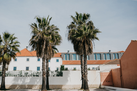 Beautiful urban views of palm trees and typical buildings behind them in Lisbon in Portugal.の写真素材
