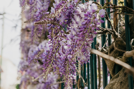 Purple flowers Wisteria grow as a decoration of the fenceの写真素材