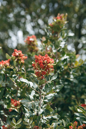 Flowering tree. A branch of a tree with red flowers and green leaves on a sunny day