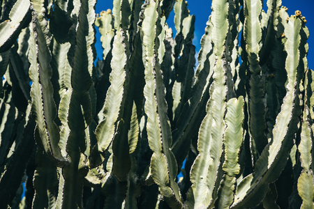 Cactus. Exotic plant in natural conditions against the blue sky.の写真素材