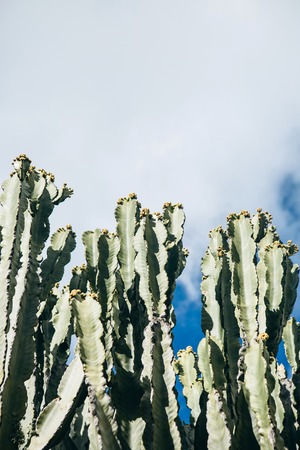 Cactus. Exotic plant in natural conditions against the blue sky.