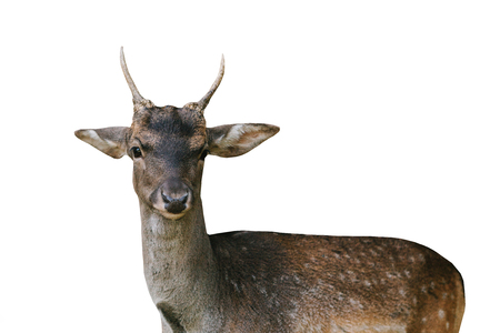 Young deer isolated on white background. Wild animal.の写真素材