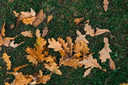 Close-up of autumn yellow oak leaves lay on the grass. Autumn time.