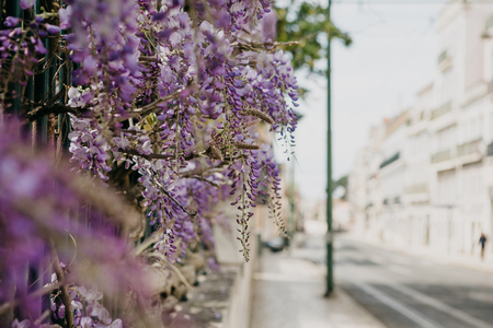 Violet wisteria flowers grow like a fence decoration. The street in Lisbon in Portugal is blurry in the background.の写真素材