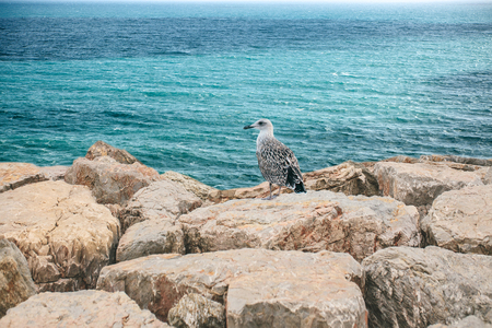 Beautiful view of the ocean or the sea from the coast. There is a seagull on the shore.の写真素材