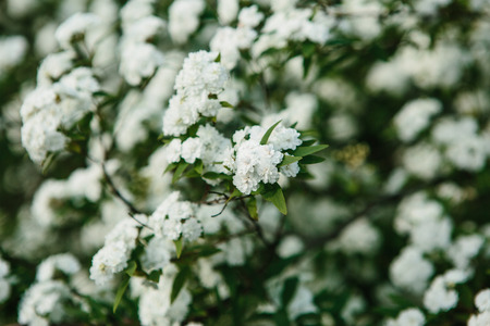 Close-up. Blossoming tree in spring. Branches with white flowers.の写真素材