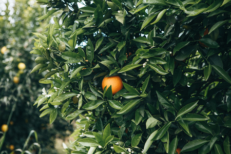 Close-up of orange trees with oranges on them in the garden. Delicious and healthy foodの写真素材