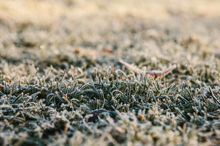 Close-up of the grass in the frost at the beginning of winter and the end of autumn in the sunlightの写真素材