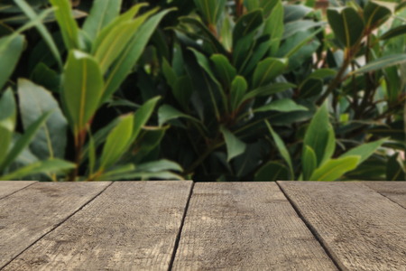 Wooden board or table or surface or floor on a background of green leaves - can be used to montage or showcase your products.の写真素材