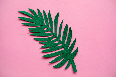 Fern Leaf on a pink background in minimal styleの写真素材